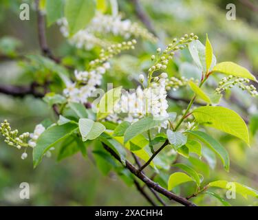 Ciliegio di uccelli, hackberry, hagberry o albero di Mayday (Prunus padus). Ciliegia di uccello in fiore dopo la pioggia in un giorno di primavera. Sfondo primaverile. Sfondo naturale Foto Stock