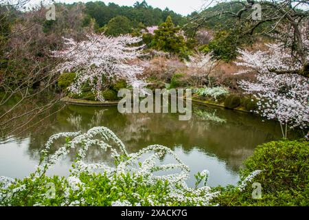 Fiori di ciliegio nel Tempio Ryoan-ji, sito patrimonio dell'umanità dell'UNESCO, Kyoto, Honshu, Giappone, Asia Copyright: MichaelxRunkel 1184-11639 Foto Stock