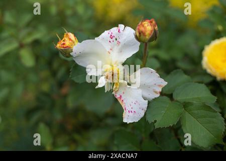 fotografia ravvicinata di una vecchia rosa bianca sbocciata con quattro petali e nuove gemme sullo sfondo verde Foto Stock