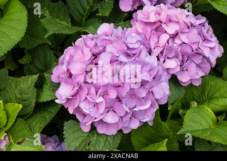 Foto ravvicinate di ortensie viola sui rami con foglie verdi Foto Stock