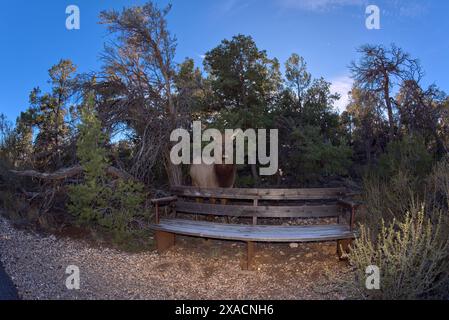 Una femmina di alce che uscì dalla foresta lungo il Greenway Trail che corre tra Pima Point e Monument Creek Vista, Grand Canyon, Arizona, United Foto Stock