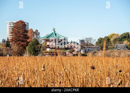 Parco Ueno in autunno, lago Lotus con tempio Shinobazunoike Benten-do, stagno Shinobazuno, Ueno, Tokyo, Honshu, Giappone, Asia Copyright: CasparxSchlageter 1 Foto Stock