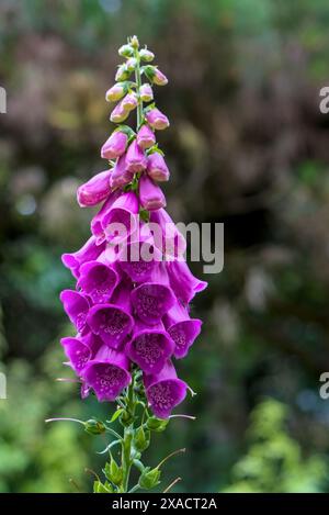 Un ibrante guanto foxglove viola (digitalis) con uno sfondo verde a fuoco morbido, che mostra l'intricata gola macchiata e la forma della campana della pianta Foto Stock