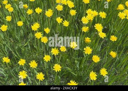 Una radura di fiori gialli luminosi in un prato verde. Wall hawkweed o Hieracium murorum. Vista dall'alto Foto Stock