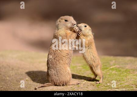 Primo piano di un cane della prateria dalla coda nera (Cynomys ludovicianus) con il suo giovane in primavera Foto Stock
