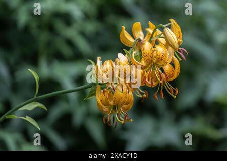 Giglio berretto del turco coreano (Lilium hansonii), Emsland, bassa Sassonia, Germania Foto Stock
