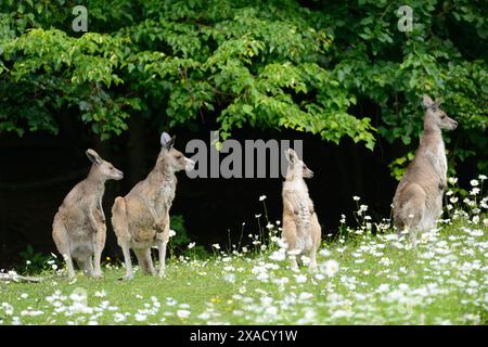 Primo piano del canguro grigio occidentale (Macropus fuliginosus) in un prato fiorito in primavera Foto Stock