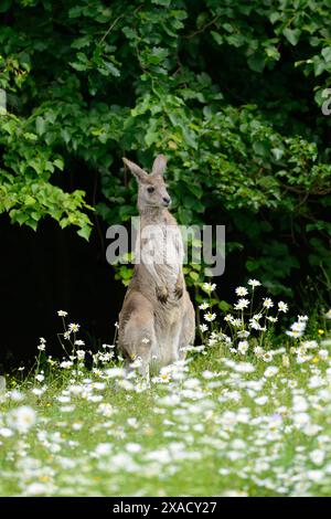 Primo piano del canguro grigio occidentale (Macropus fuliginosus) in un prato fiorito in primavera Foto Stock