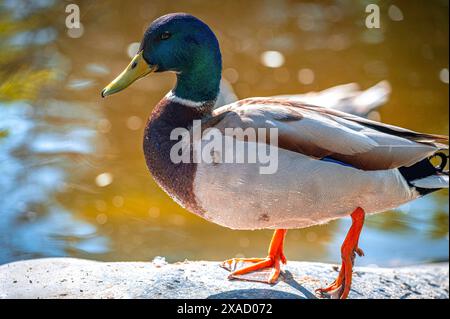 Maschili (Anas platyrhynchos) che camminano sulla riva di un lago, Bad Koesen, Sassonia-Anhalt, Germania Foto Stock