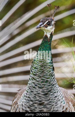 Primo piano di un pavone con dettagliate piume verdi, la testa dell'uccello al centro, Filerimos, collina non lontano dalla città di Rodi, antico stato di Foto Stock