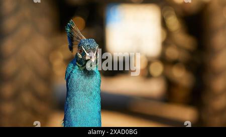 Un peafowl (pavo) in primo piano, le sue piume luminose e i colori vivaci contrastano con uno sfondo sfocato, Filerimos, collina non lontano dalla città di Rodi Foto Stock