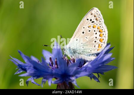 Ein Hauhechel-Bläuling sitzt bei Sonnenschein auf einer Kornblume. Rottweil Baden-Württemberg Deutschland *** Un Hauhechel Bläuling siede al sole su un fiordaliso Rottweil Baden Württemberg Germania Foto Stock