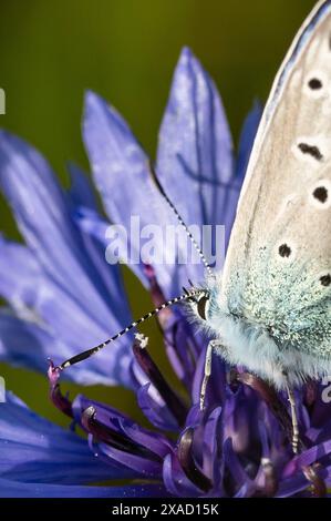 Ein Hauhechel-Bläuling sitzt bei Sonnenschein auf einer Kornblume. Rottweil Baden-Württemberg Deutschland *** Un Hauhechel Bläuling siede al sole su un fiordaliso Rottweil Baden Württemberg Germania Foto Stock