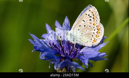 Ein Hauhechel-Bläuling sitzt bei Sonnenschein auf einer Kornblume. Rottweil Baden-Württemberg Deutschland *** Un Hauhechel Bläuling siede al sole su un fiordaliso Rottweil Baden Württemberg Germania Foto Stock