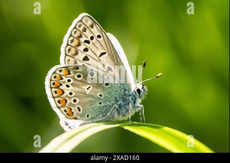 Ein Hauhechel-Bläuling sitzt bei Sonnenschein auf einer Pflanze. Rottweil Baden-Württemberg Deutschland *** Un Hauhechel Bläuling seduto su una pianta al sole Rottweil Baden Württemberg Germania Foto Stock