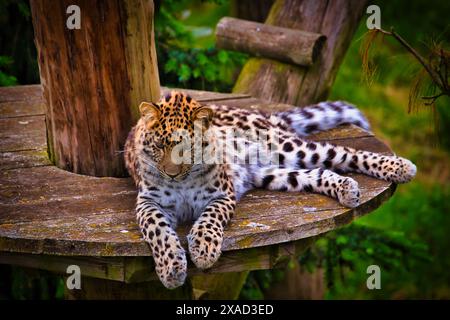 Un leopardo appoggiato su una piattaforma di legno in un'area boschiva. Il leopardo è sdraiato con gli occhi chiusi e sembra rilassato e confortevole. Foto Stock