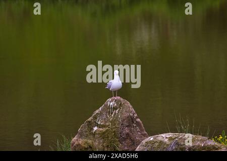 Un gabbiano arroccato su una roccia da un tranquillo lago verde con riflessi sfocati di alberi nell'acqua. Foto Stock