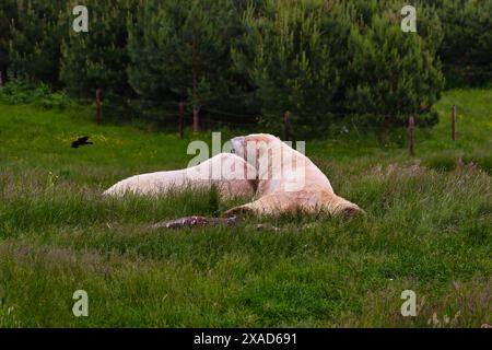 Due orsi polari appoggiati su un campo erboso con alberi sullo sfondo. Foto Stock