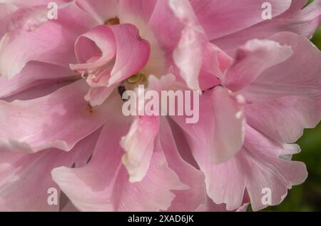 Primo piano di un tulipano rosa. Sfocatura e messa a fuoco morbida Foto Stock