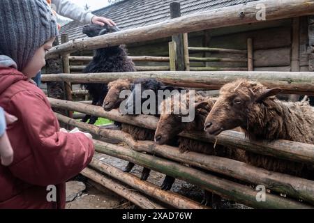 Il bambino nutre le pecore bianche da dietro una recinzione in una fattoria all'aperto. Vista laterale Foto Stock