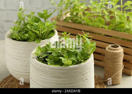 Origano in vaso aromatico su tavolo grigio chiaro, primo piano Foto Stock