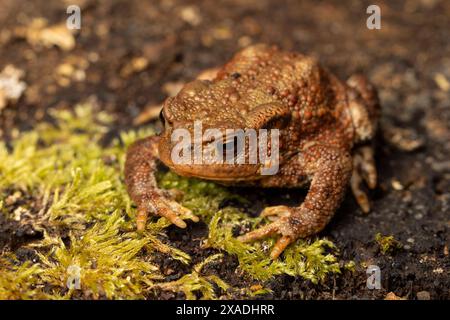 Common Toad, Bufo bufo, che vive in un giardino rurale adatto alla fauna selvatica, Monmouthshire, Galles. Foto Stock