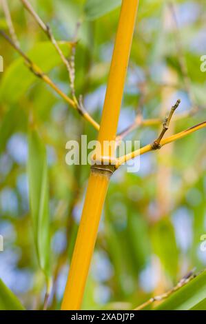 Bambù a gola dorata Foto Stock