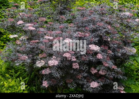 Sambuco, sambuco, sambuco nigra "pizzo nero" in fiore, giugno. Foto Stock