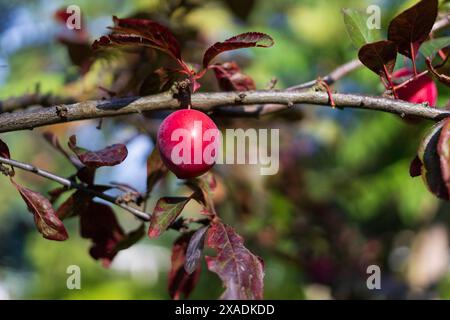 fotografia ravvicinata di un ramo di prugna ciliegia con frutti rossi e foglie autunnali verdi rosse su sfondo sfocato Foto Stock