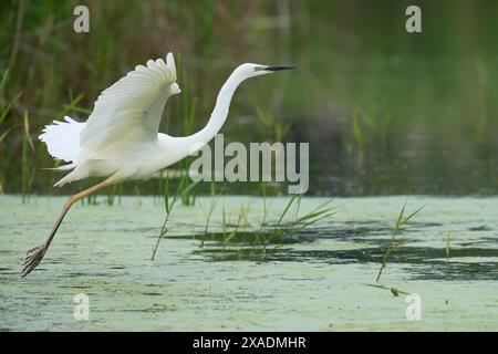 Great White Egret (Ardea alba) che vola in basso sull'acqua nella palude della riserva naturale Ham Wall nel Somerset Levels, Regno Unito. Foto Stock