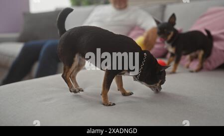 Un ispanico di mezza età seduto in un soggiorno con due chihuahua, catturato al chiuso con un cane che annusa il divano e l'altro vicino Foto Stock