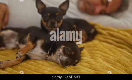 Un anziano ispanico dorme in una camera da letto con due chihuahua che si rilassano su un letto. Foto Stock