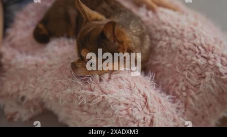 Piccolo cane chihuahua che riposa comodamente su una soffice coperta rosa a casa, mostrando un'atmosfera accogliente e tranquilla. Foto Stock