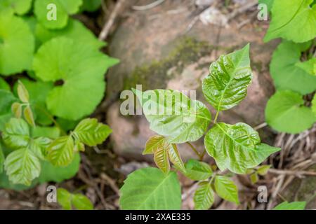 Attenzione selettiva alle tre foglie distintive di una pianta di edera velenosa Foto Stock