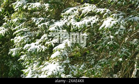 Un albero coperto di neve. La neve copre i rami e le foglie dell'albero Foto Stock