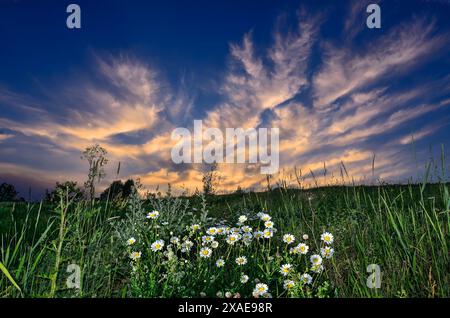 Cespuglio di margherite in collina sotto un meraviglioso cielo al tramonto. Crepuscolo, la natura si addormenta - un meraviglioso paesaggio estivo al tramonto. Fiaba del wi Foto Stock