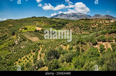 Oliveti vicino al villaggio di Agios Myronas, vicino a Heraklion, vicino all'altopiano di Livada, al Psiloritis Geopark, a Creta centrale, Grecia Foto Stock