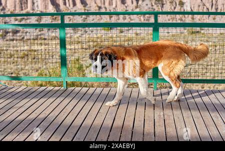 Cane san bernardo che cammina tranquillamente su un pavimento di legno con montagne sullo sfondo a Mendoza, Argentina Foto Stock