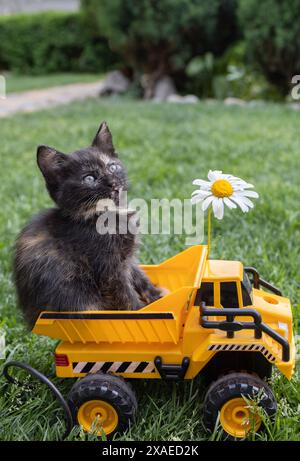 un simpatico gattino marrone si trova sul retro di un camion giallo. Foto Stock