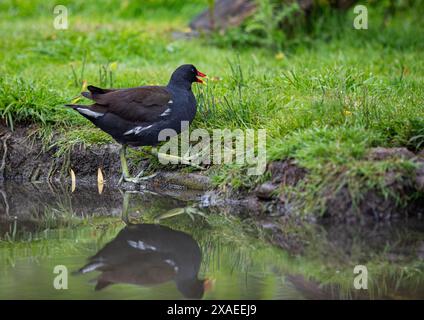 Una gallina adulta, che esce dallo stagno, con le sue sorprendenti gambe e piedi verdi. Becco rosso brillante , riflesso nell'acqua . Suffolk, Regno Unito Foto Stock