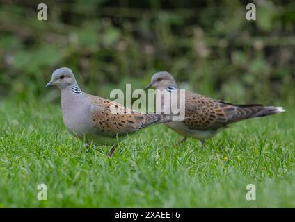 Uno scatto ravvicinato di una coppia di bellissime tartarughe in via di estinzione (Streptopelia turtur) con il loro caratteristico piumaggio. Essex, Regno Unito Foto Stock