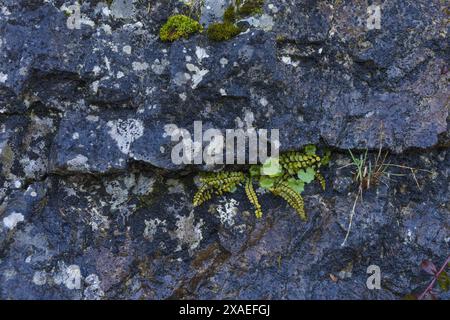 fotografia di una parete di granito grigio scuro con felce verde e minuscole piante che vivono in uno sfondo di consistenza in pietra naturale crepa Foto Stock