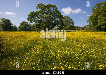 Tazze gialle selvatiche che crescono nel prato con alberi, Newbury, Berkshire, Inghilterra, Regno Unito, Europa Foto Stock