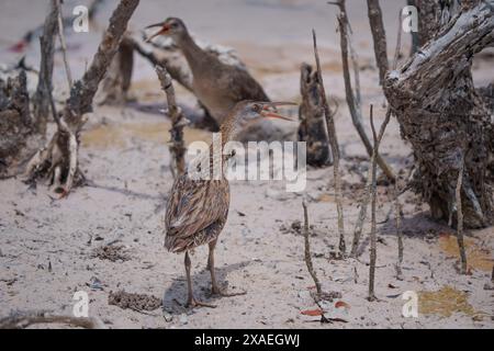 Clapper Rail nelle mangrovie Foto Stock