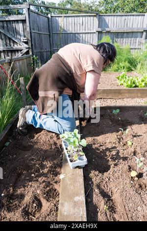 Donna che sta piantando broccoli germogliati viola estivi, Brassica oleracea var italica, nel suo orto o nell'orto. Foto Stock