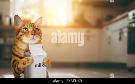 Un gatto dello zenzero contiene un cartone di latte. Il gatto beve latte in cucina. Foto Stock