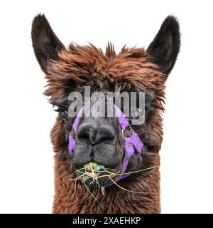 Lama isolata su sfondo bianco. Ritratto di Lama Alpaca marrone nero con masticazione viola sull'erba. Foto Stock