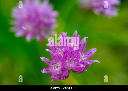 Vista ravvicinata dei fiori di erba cipollina (Allium schoenoprasum), una comune pianta erbacea commestibile fotografata a tarda primavera in un giardino nel Sussex, in Inghilterra. Foto Stock