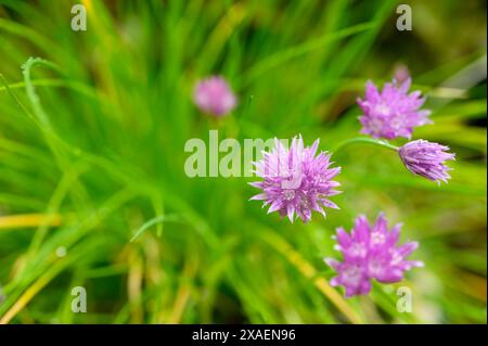 Vista ravvicinata dei fiori di erba cipollina (Allium schoenoprasum), una comune pianta erbacea commestibile fotografata a tarda primavera in un giardino nel Sussex, in Inghilterra. Foto Stock