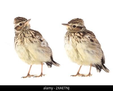 Due Wood Lark (Lullula arborea) isolati su sfondo bianco Foto Stock